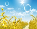 Beautiful wallpaper 123