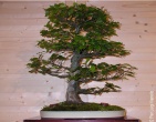Bonsai wallpaper 004