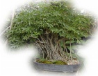 Bonsai wallpaper 012