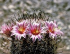 Cactus wallpaper 004