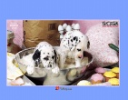 cartoons wallpaper 020
