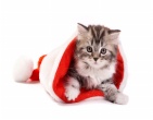 christmas new year wallpaper 105