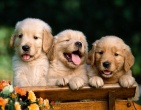 Cool wallpaper 059