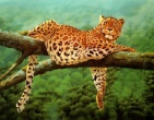 Cool wallpaper 066