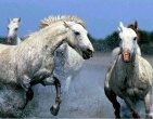 Cool wallpaper 074