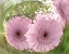 Digital photos wallpaper 010