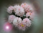 Digital photos wallpaper 011