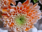 digital photos wallpaper 027