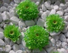 digital photos wallpaper 035