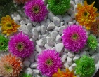 Digital photos wallpaper 041