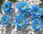 Digital photos wallpaper 049