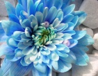 Digital photos wallpaper 050