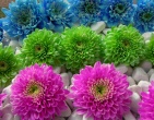 Digital photos wallpaper 058