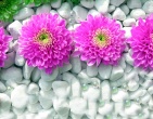 Digital photos wallpaper 061