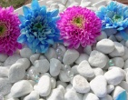 Digital photos wallpaper 062