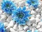 Digital photos wallpaper 064