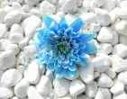 Digital photos wallpaper 065