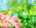 Flowers wallpaper 001