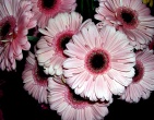 Flowers wallpaper 007