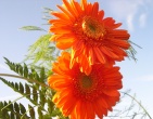 Flowers wallpaper 009