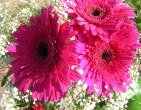 Flowers wallpaper 010