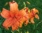 Flowers wallpaper 013