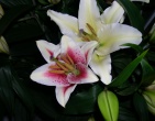 Flowers wallpaper 019