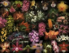 Flowers wallpaper 029