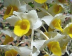 Flowers wallpaper 036