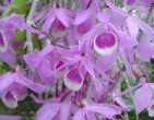 Flowers wallpaper 040