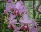 Flowers wallpaper 041