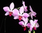 Flowers wallpaper 042