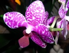 Flowers wallpaper 046