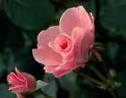 Flowers wallpaper 051