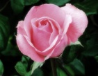 Flowers wallpaper 052