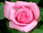 Flowers wallpaper 054