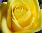 Flowers wallpaper 057
