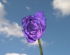 Flowers wallpaper 069