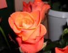flowers wallpaper 082