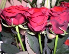 Flowers wallpaper 084