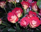 Flowers wallpaper 093