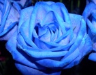 Flowers wallpaper 099