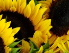 Flowers wallpaper 106