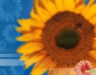 Flowers wallpaper 111