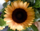 Flowers wallpaper 112