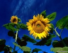 Flowers wallpaper 113
