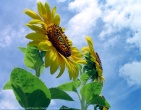 Flowers wallpaper 115