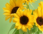 Flowers wallpaper 116