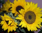Flowers wallpaper 120