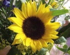 Flowers wallpaper 121